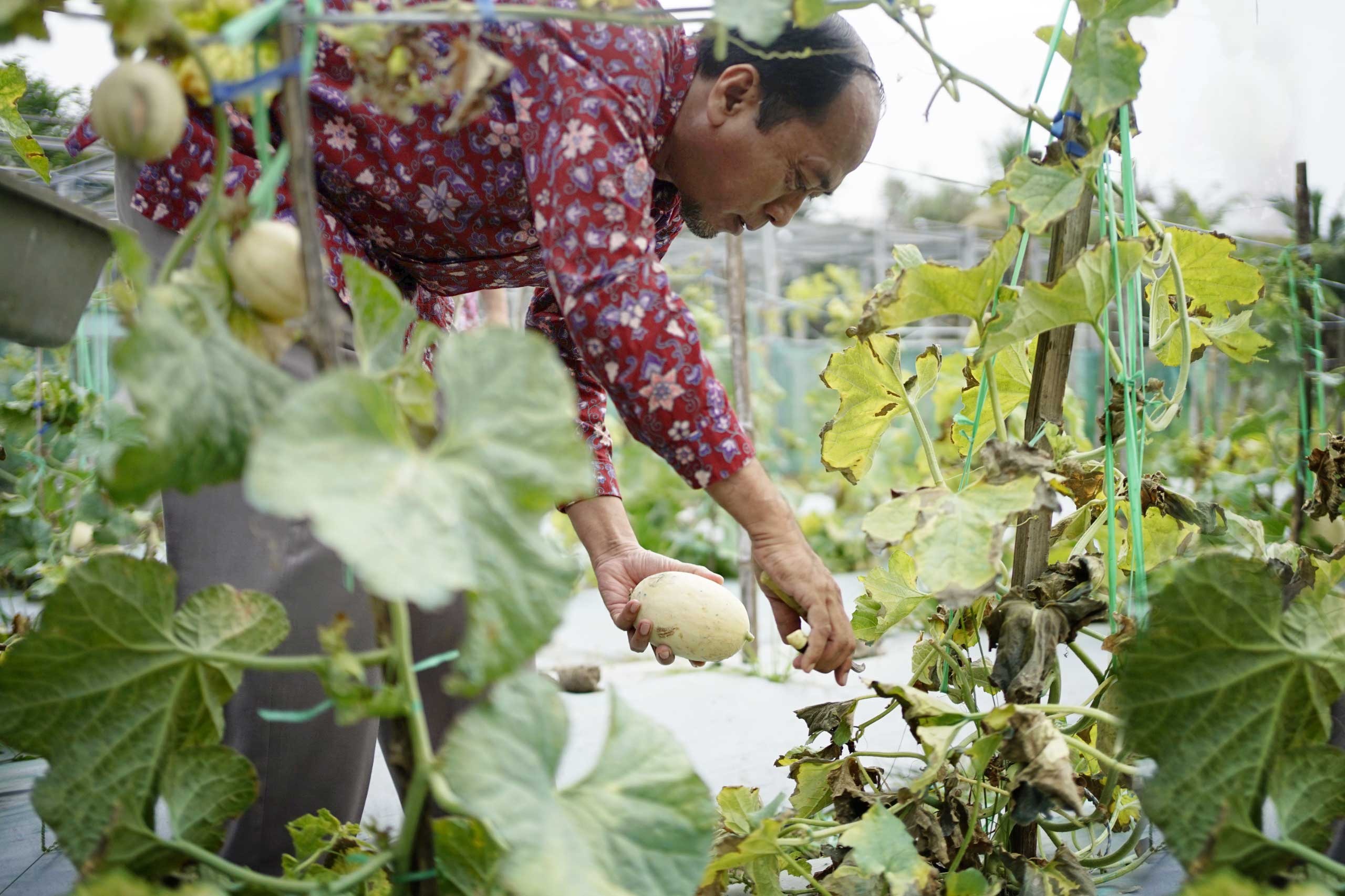 Panen Hasil Budidaya Melon Perdana, Umsida Kembangkan Ilmu Pertanian