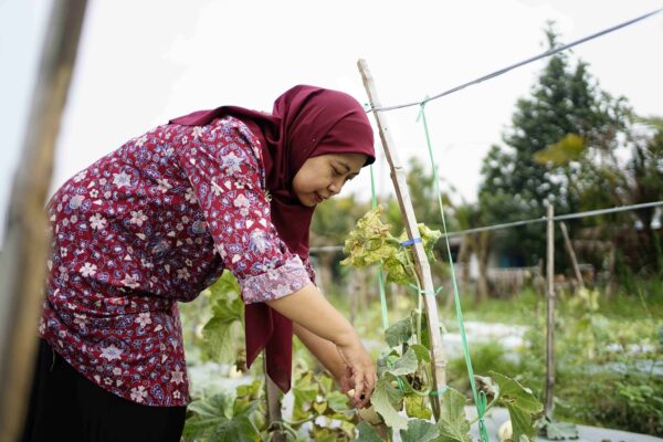 panen budidaya melon (4)