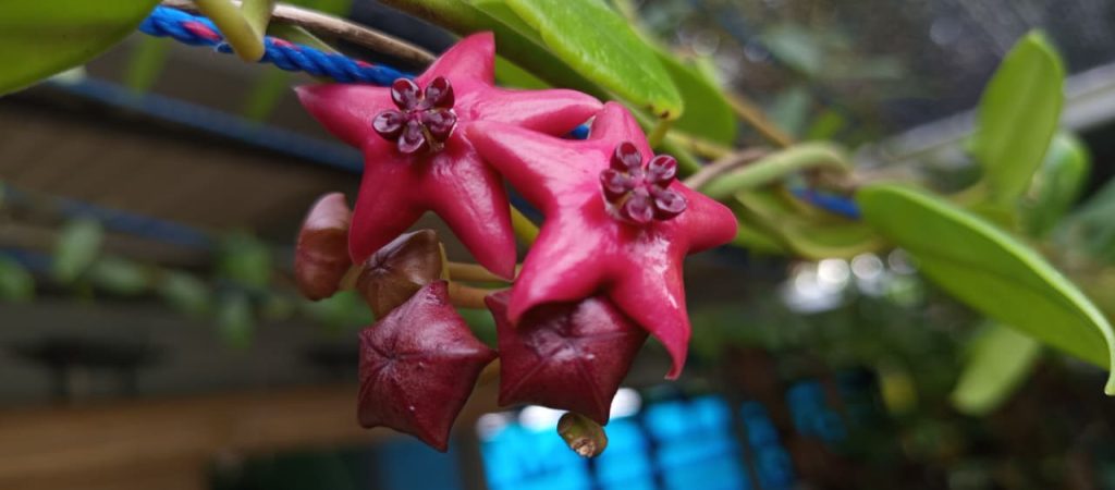 HIMASERDA Unmuh Babel Belajar Keanekaragaman Flora dan Kearifan Lokal di Kampung Daun